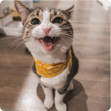 Zapetto